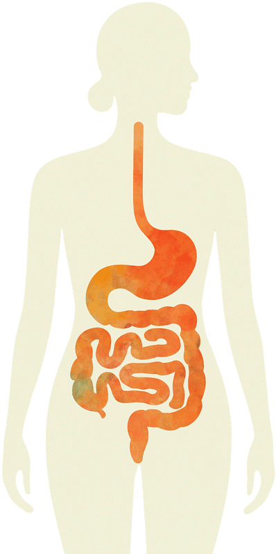 Aparato digestivo